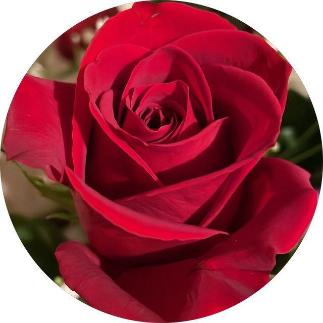 Rose closeup