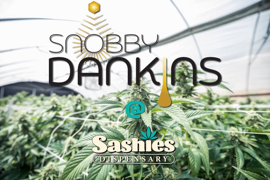 Snobby Dankins at Sashies